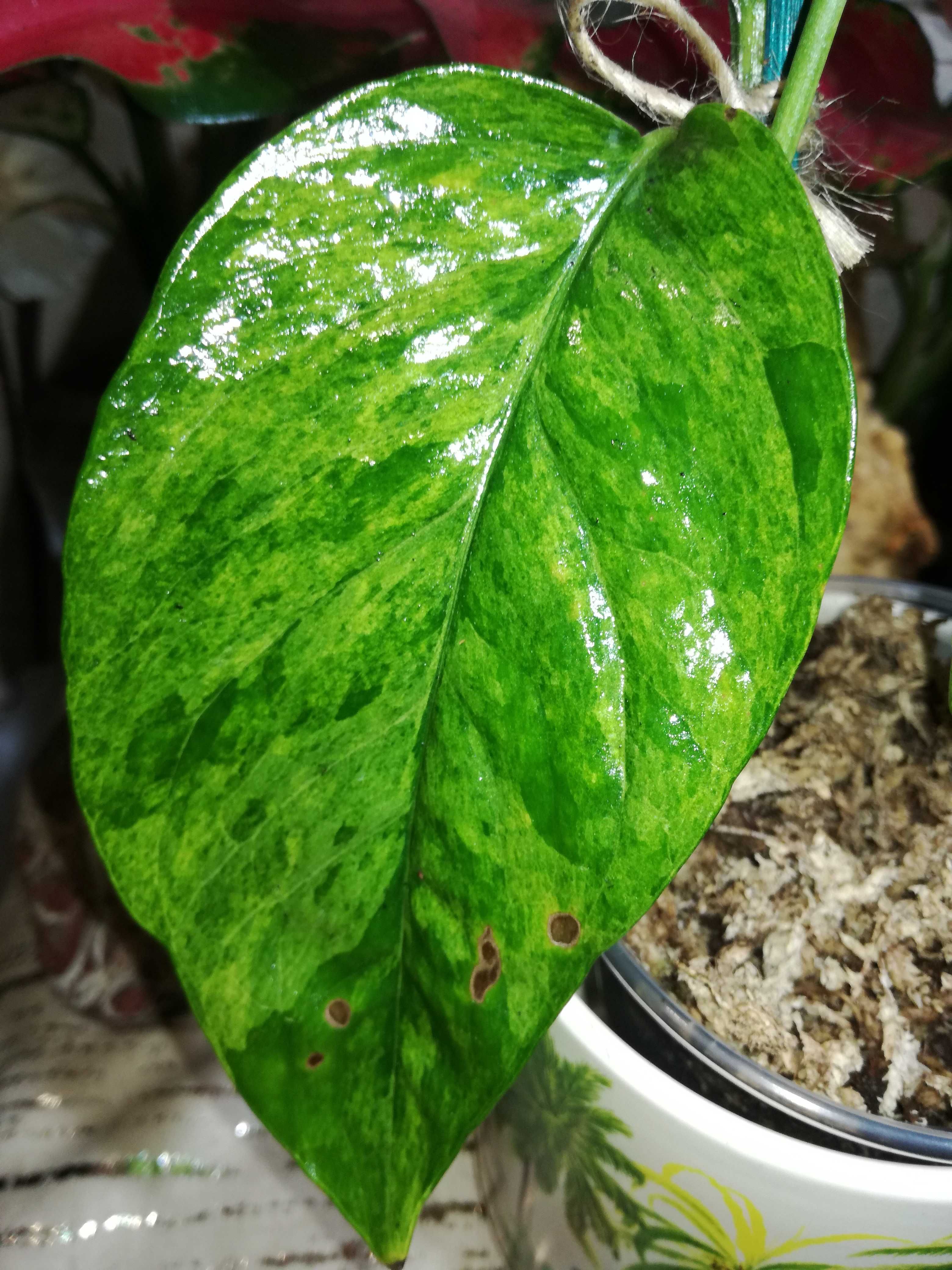 Epipremnum Cebu Blue Aurea Marble Tricolor Variegata philodendron