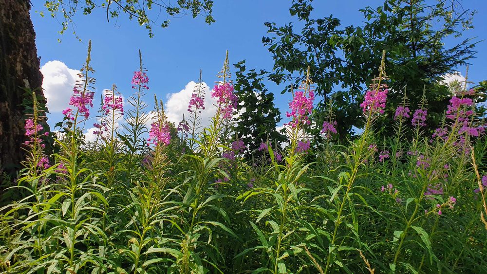 Wierzbówka Kiprzyca (Chamaenerion angustifolium) na wzmocnienie