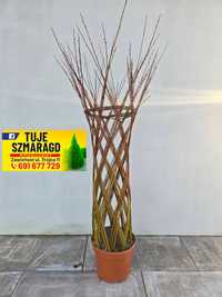 Wierzba pleciona Salix Americana 100cm Polska palma