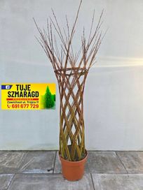 Wierzba pleciona Salix Americana 100cm Polska palma