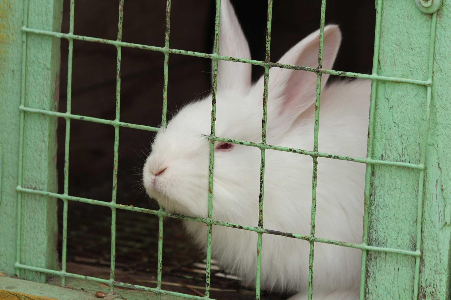 Продам кроликів живих на забій