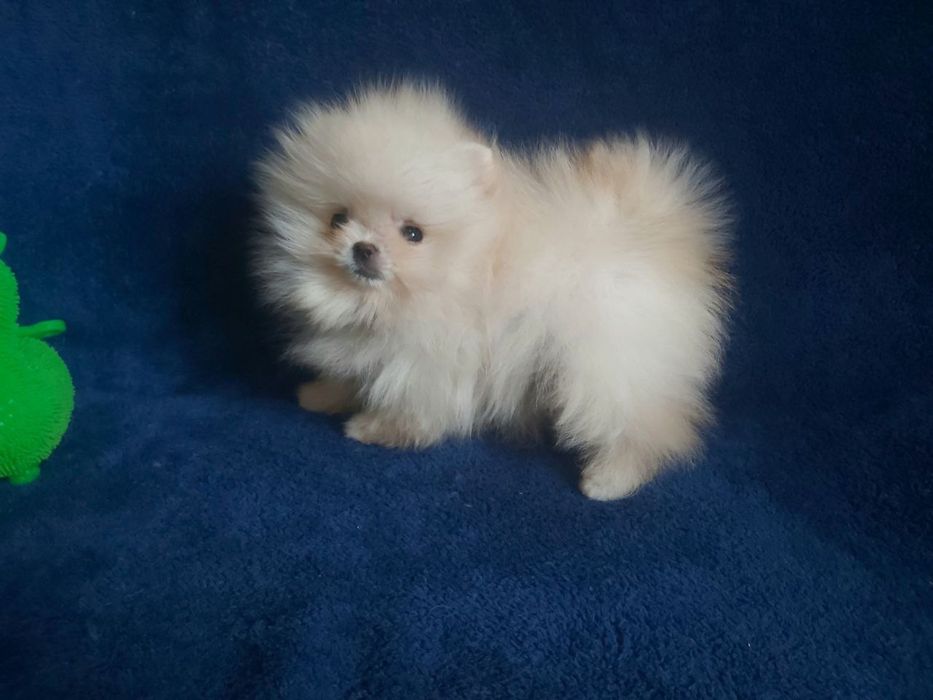 Бомбезні міні шпіцулі