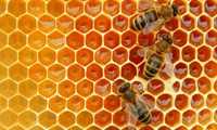 Продам бджолопакети пчелопакети, бджолосімʼї пчелосемьи