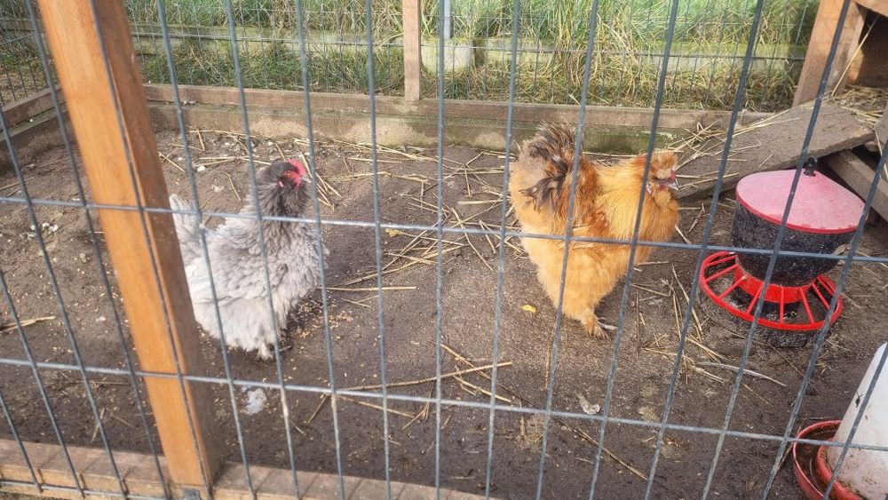 Sprzedam parę silek jedwabistych