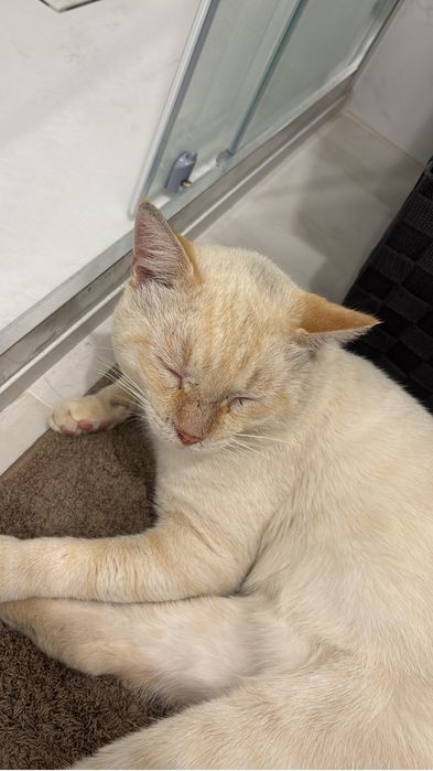 Gatinho para adoção