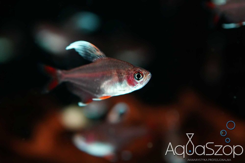 Bystrzyk " white fin " (Hyphessobrycon bentosi `white fin`) - AQUASZOP