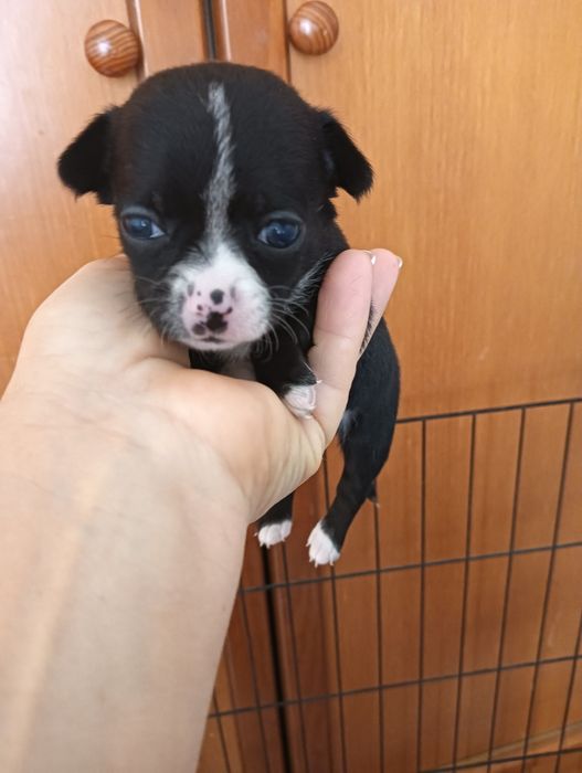 Chihuahua  macho