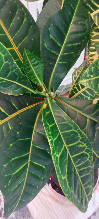 Растение кротон продам