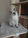 Ragdoll kot kocur GOTOWY DO ODBIORU