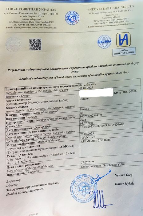 Девон Рекс хлопчик, Київ, Кривий Ріг