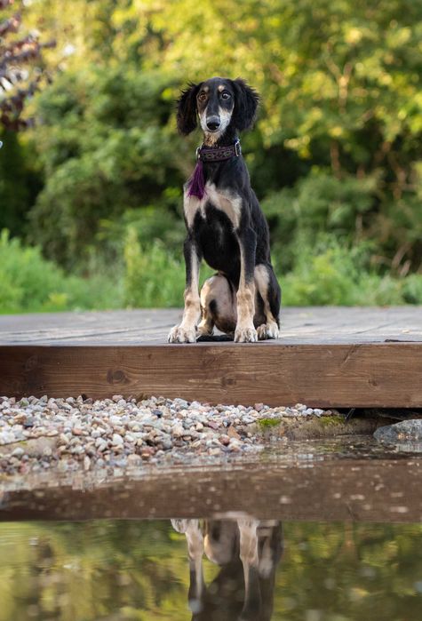 Chart perski SALUKI, suczka z metryką ZKwP/FCI