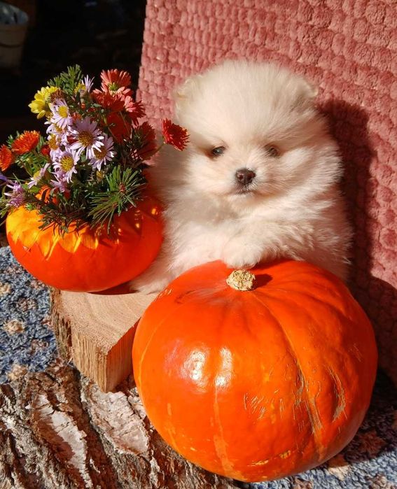 Suczka, typ misia, zadbana, info instagram