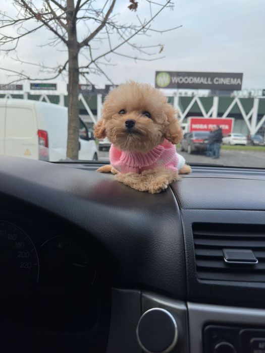 Мальтипу куколка мікро розмір. Чудо ,