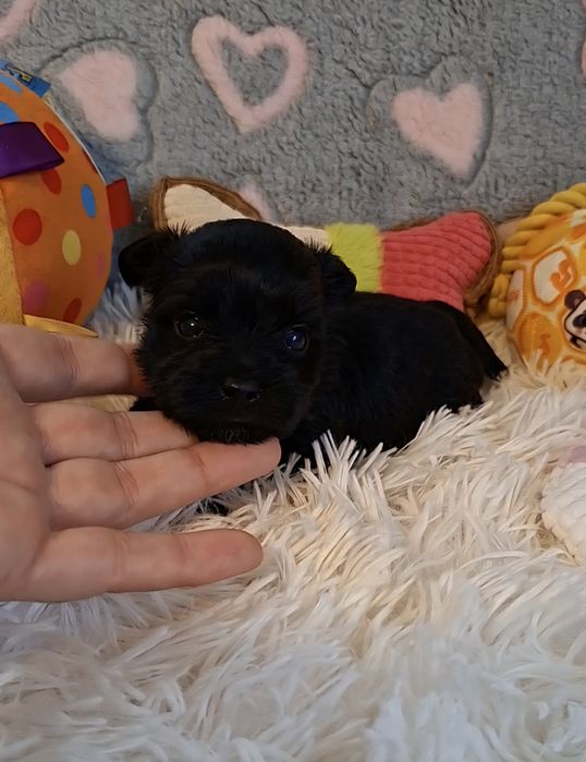 Maleńka suczka Yorkshire Terrier Black.