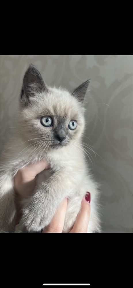 Британськие котята блю поинт