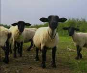 Vendo Ovelhas suffolk
