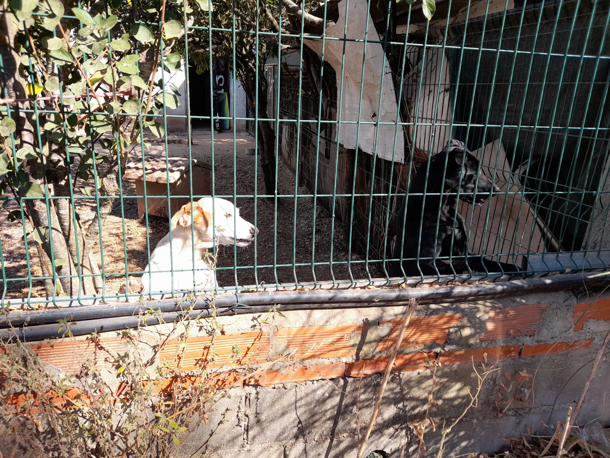 Cão para adotar responsavelmente