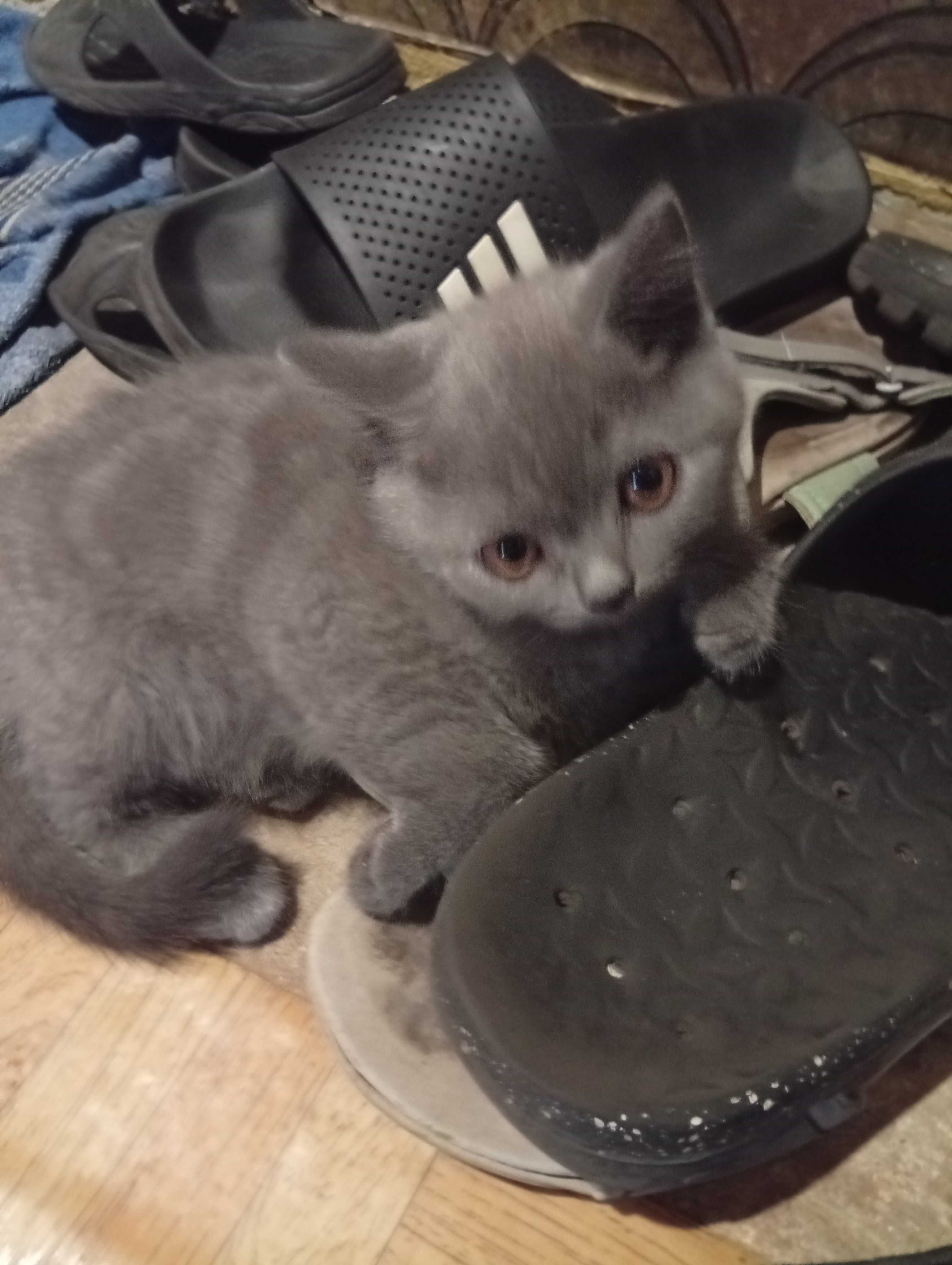 Прямоухий шотландский мальчик