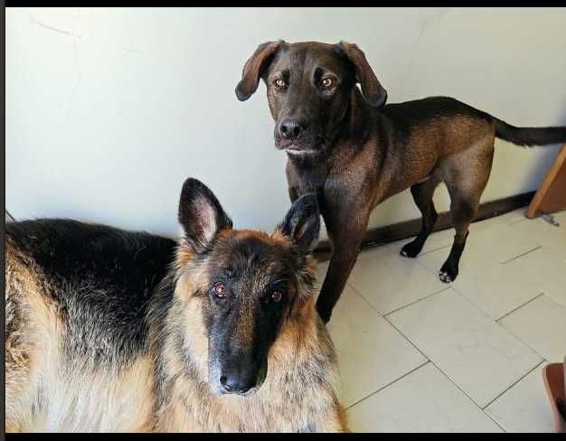 Adoção Conjunta Macho e Femea