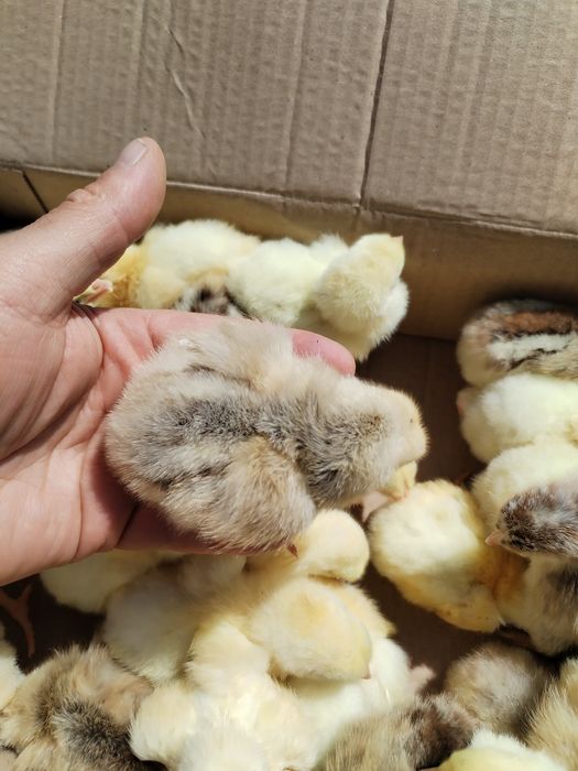 Мастер Грей Голошийка Редбро Бройлери Курчата Циплята Півники Півні