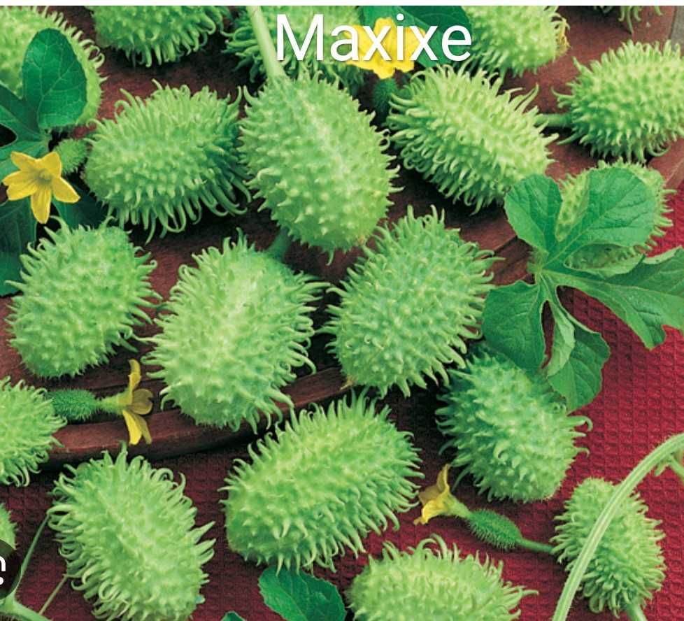 Sementes de pepino maxixe