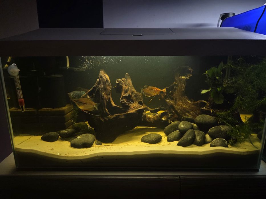 Akwarium 60L. Osprzęt oraz ryby