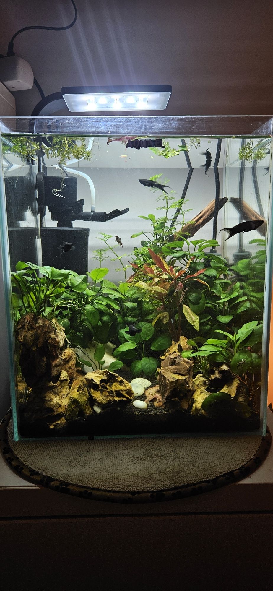 Planta Low Tech Para Aquario Anubia