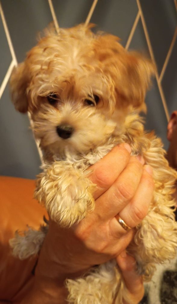 Morkie, Morkshire suczka