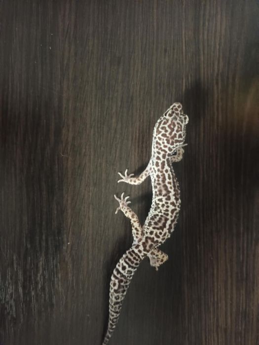 Samica gekona lamparciego