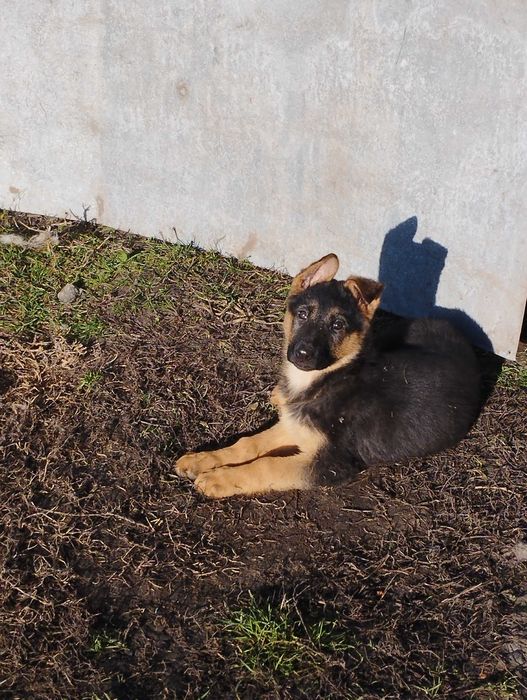 Цуценята німецької вівчарки. вакциновані.