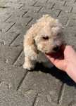Poochon/Bichpoo bichon frise, pudel