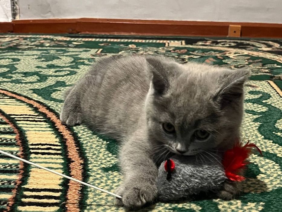 Шотландська висловуха