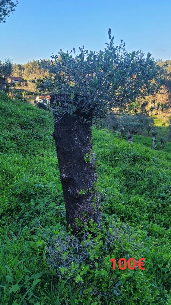 Oliveiras para Jardim