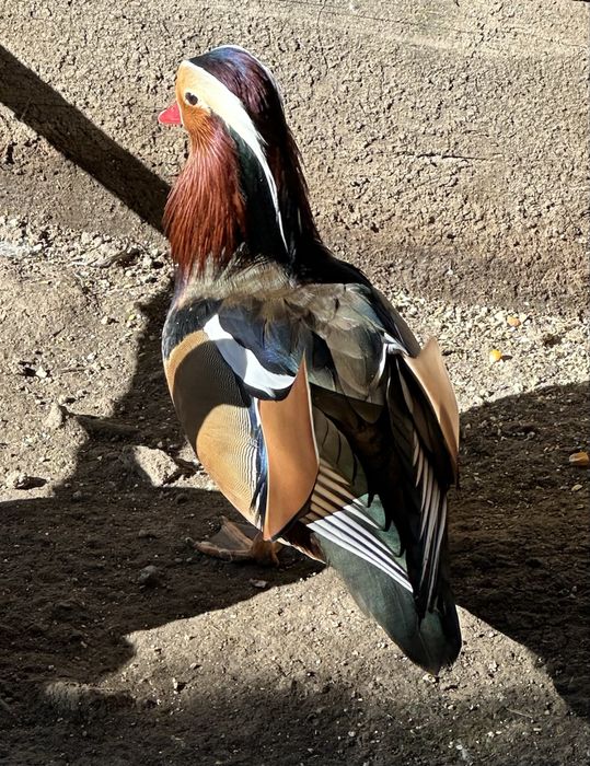 Pato mandarim nascido este ano