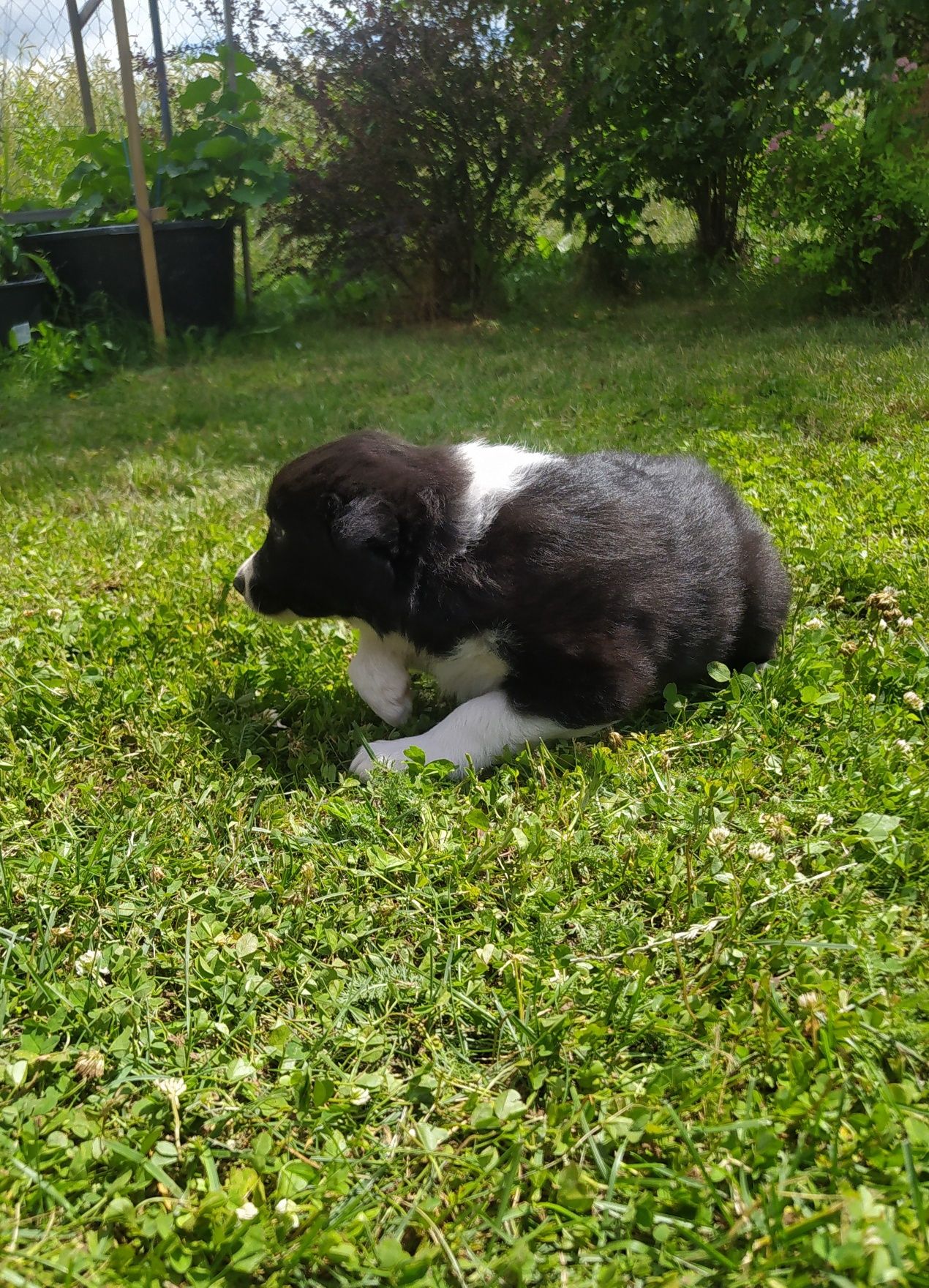 Border Collie - Czarno biała
