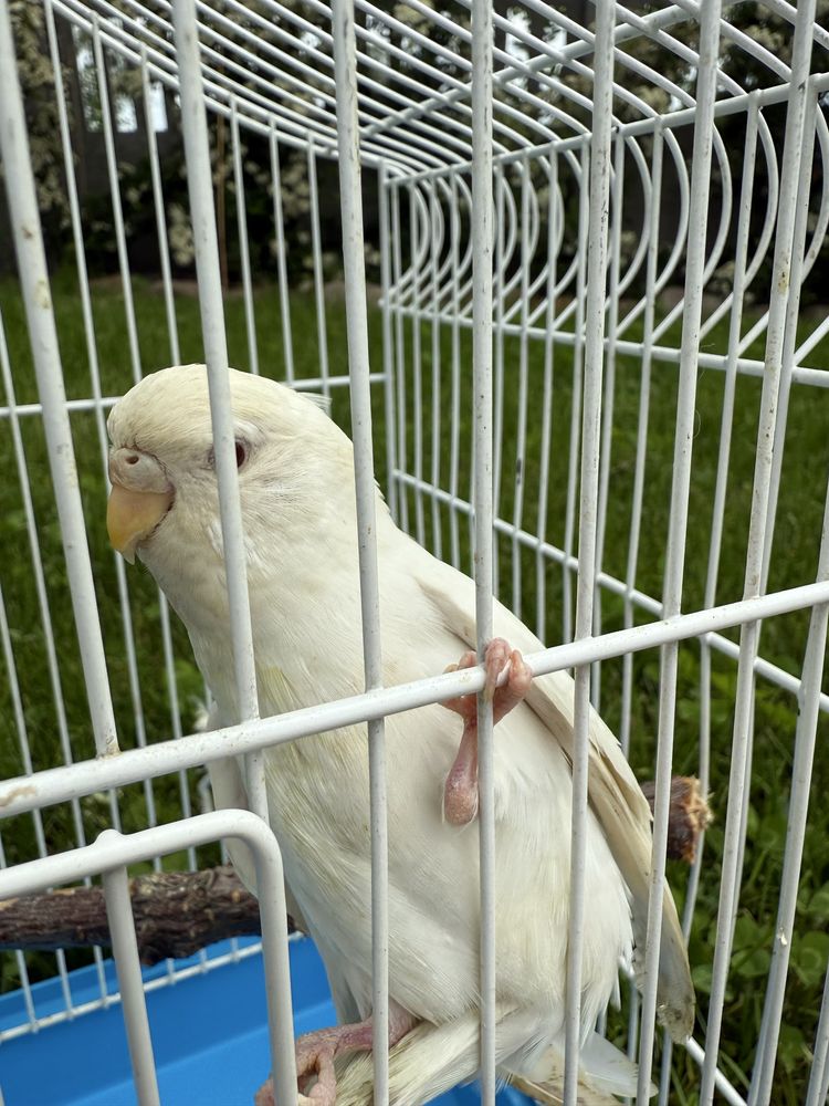 Piękna biała samica