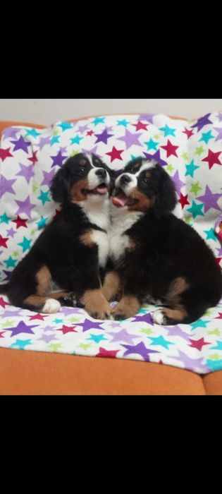 Berneński pies pasterski