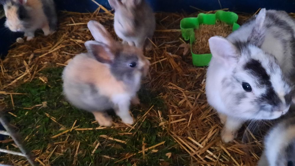 Miniaturki króliki