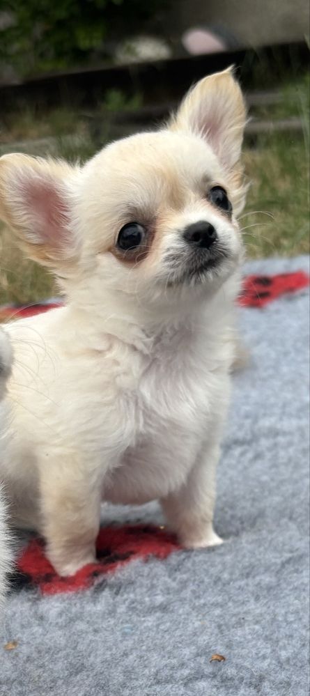 Chihuahua malutka długowłosa suczka FCI