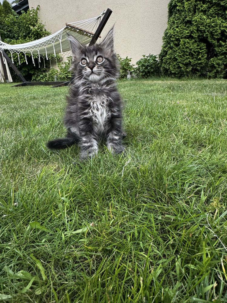 Kocurek maine coon do odbioru