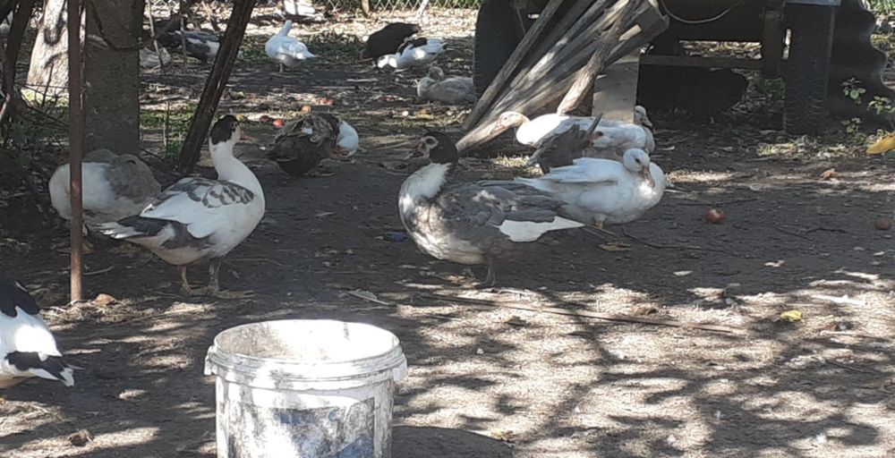 Kaczki Kaczory Drób