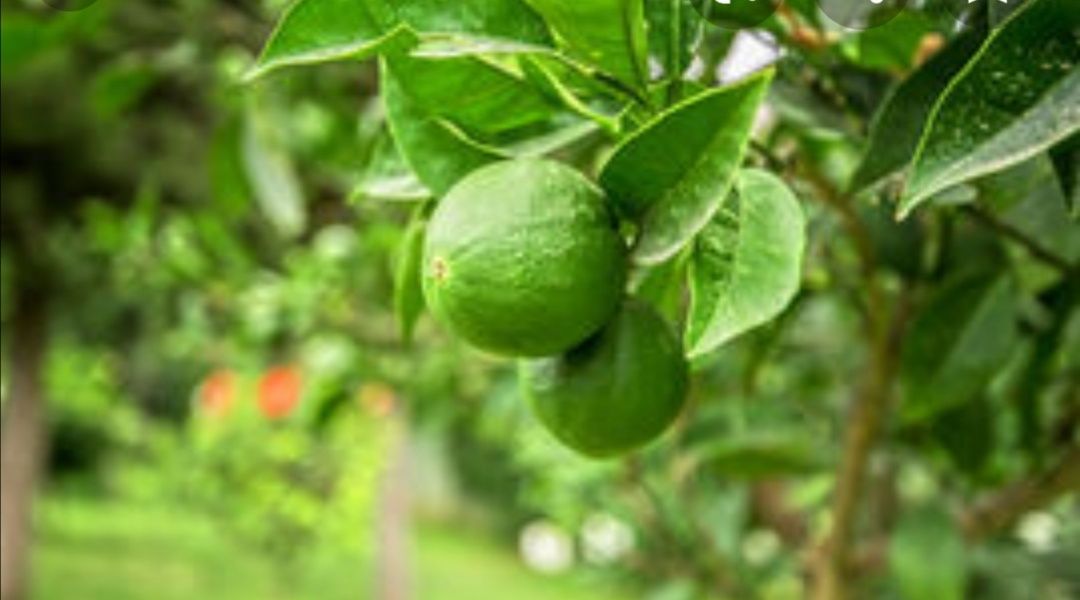 Árvores de limas, tangerinas, laranjas, toranjas e limões