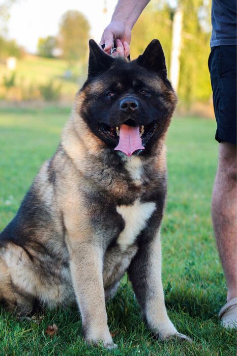 Американська Акіта КСУ шикарний кобель для вʼязки