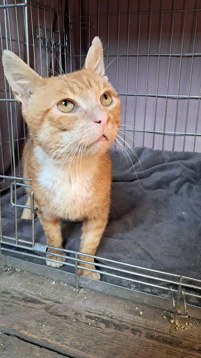 Szukamy domu dla JUMIEGO - rudego kotka