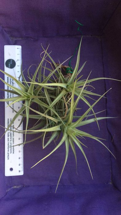 Plantas aéreas Tillandsia Bergeri (com ou sem flores)