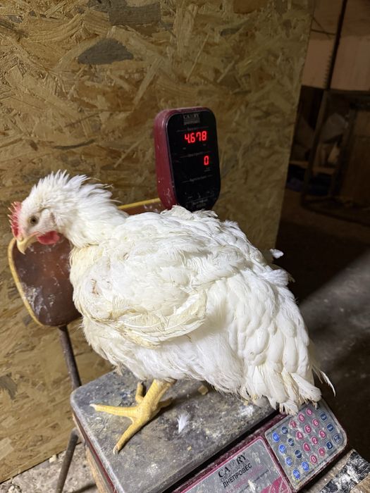 Бройлер живою вагою