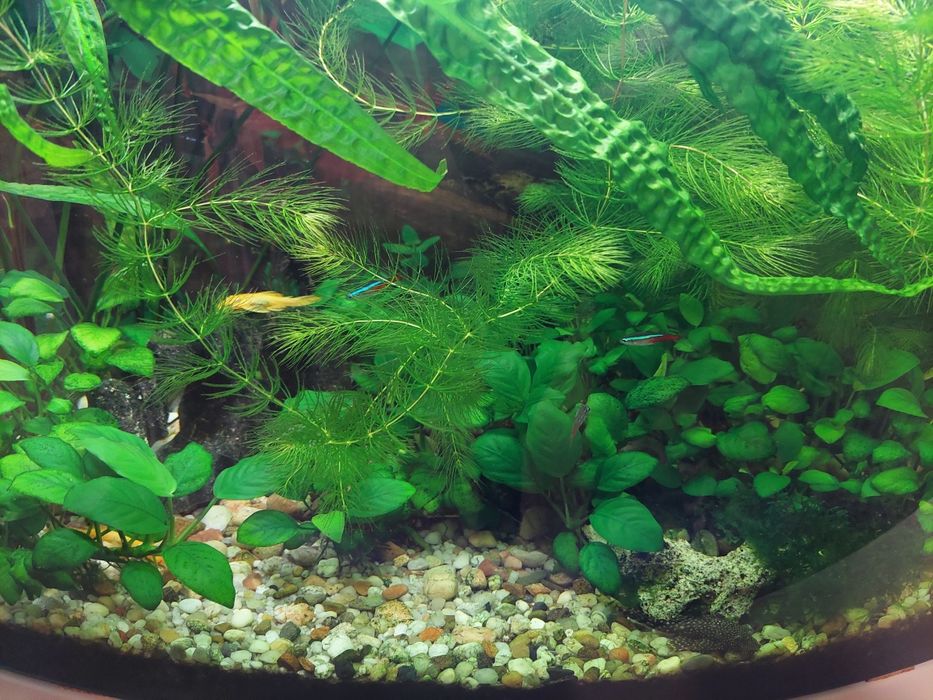 Sprzedam rośliny oraz Rybki Gupiki z własnej hodowli Anubias, Paprotka