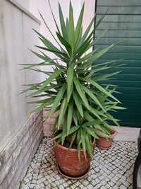 Planta yucca 120 cm altura em vaso de barro
