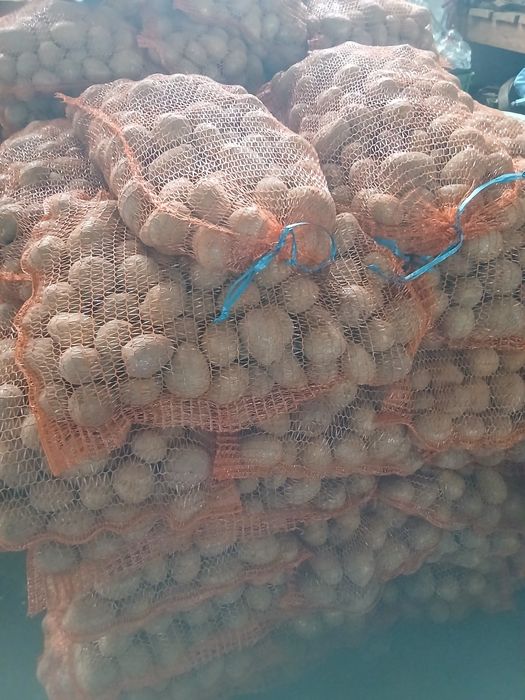 Ziemniaki jadalne Gala