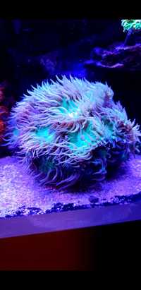 Dunka Duncanopsammia axifuga koralowiec lps akwarium morskie